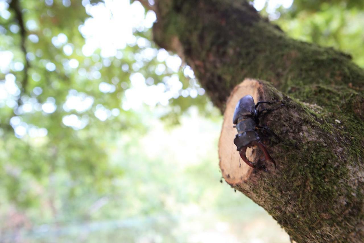 Oak Nature Vieira do Minho Zewnętrze zdjęcie